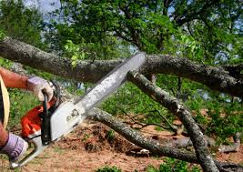 Best Arborist Consultation Services  in Emeryville, CA